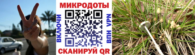 где продают   МЕГА tor  Псилоцибиновые грибы Psilocybine cubensis  Новозыбков 